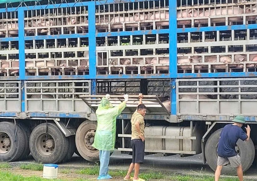 Cơ quan chức năng tỉnh Phú Thọ đã phát hiện xe ô tô đang vận chuyển 190 con lợn (trọng lượng khoảng 14 tấn) không có giấy kiểm dịch theo quy định. Ảnh: PT. Cơ quan chức năng tỉnh Phú Thọ đã phát hiện xe ô tô đang vận chuyển 190 con lợn (trọng lượng khoảng 14 tấn) không có giấy kiểm dịch theo quy định. Ảnh: PT.