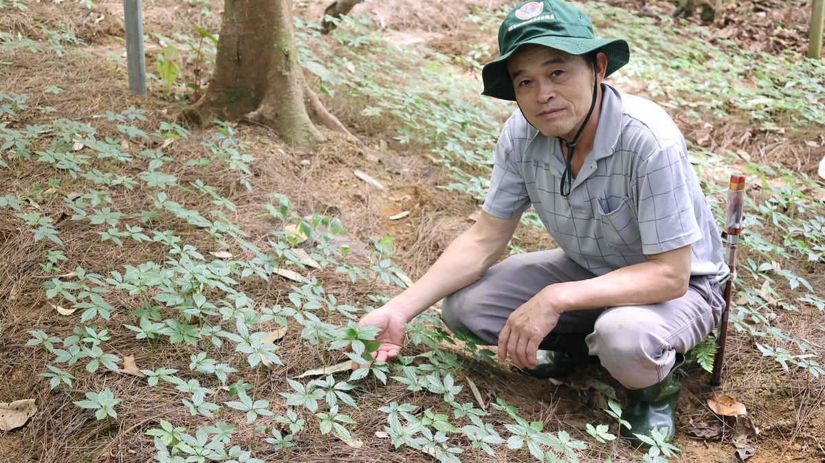 Ông Ngân Văn Phúc bên những luống sâm Lai Châu đang ươm giống. Ảnh: Thanh Tâm. Ông Ngân Văn Phúc bên những luống sâm Lai Châu đang ươm giống. Ảnh: Thanh Tâm.