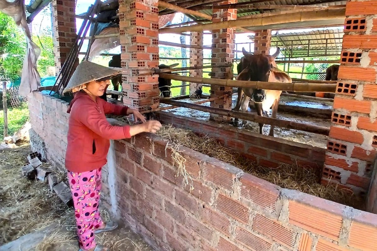 Mặc dù đã cho bò ăn nhưng chị Võ Thị Trinh vẫn quanh quẩn ở chuồng bò để ngắm mấy con bò, mong con bò cái có chửa. Ảnh: V.Đ.T. Mặc dù đã cho bò ăn nhưng chị Võ Thị Trinh vẫn quanh quẩn ở chuồng bò để ngắm mấy con bò, mong con bò cái có chửa. Ảnh: V.Đ.T.