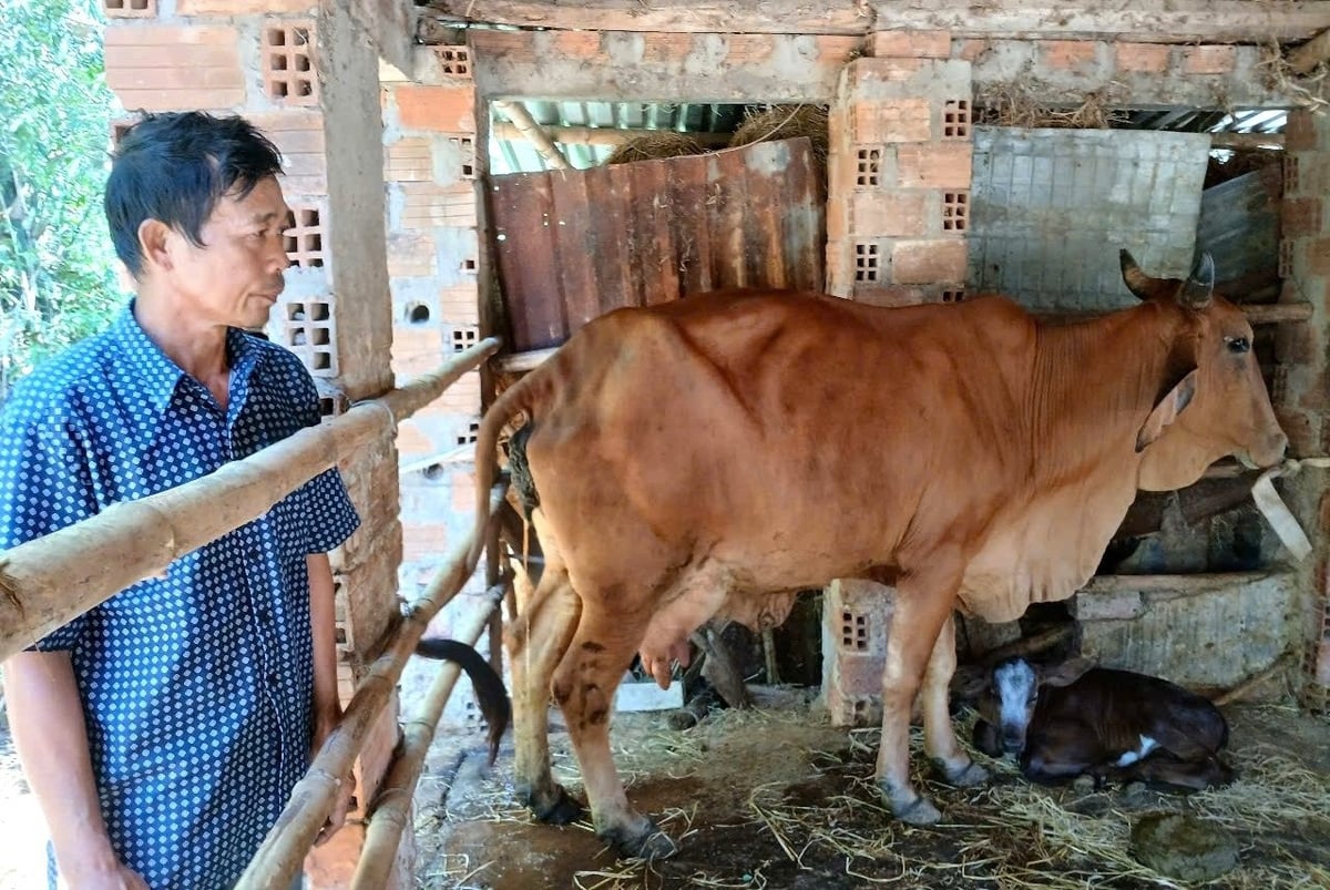 Con bò cái vừa đẻ cho ông Nguyễn Văn Thanh con nghé đực BBB nên ông rất phấn khởi. Ảnh: V.Đ.T. Con bò cái vừa đẻ cho ông Nguyễn Văn Thanh con nghé đực BBB nên ông rất phấn khởi. Ảnh: V.Đ.T.