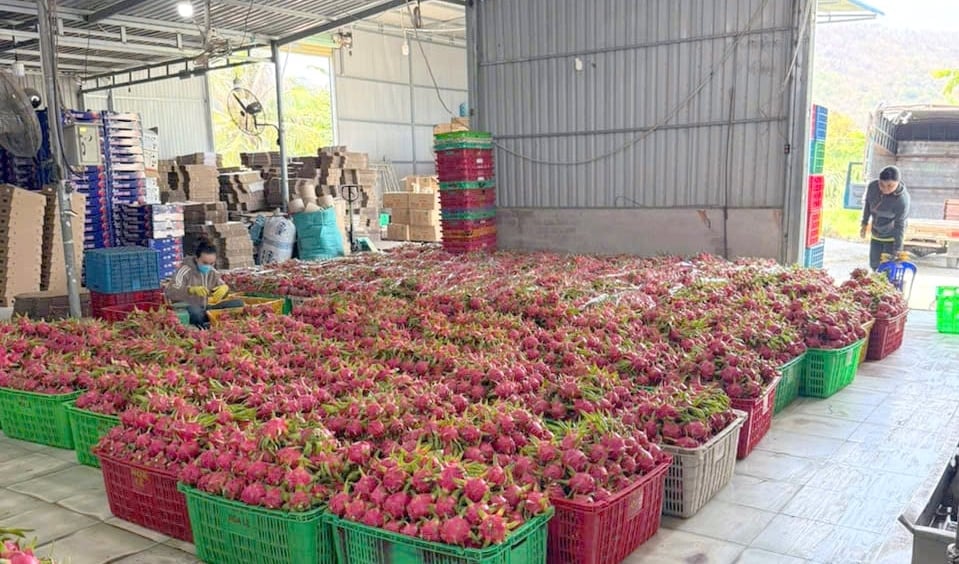 Hiện thanh long GlobalGAP của anh Thắng thu hoạch rất nhiều nhưng doanh nghiệp không thu mua xuất sang châu Âu. Ảnh: Kim Sơ. Hiện thanh long GlobalGAP của anh Thắng thu hoạch rất nhiều nhưng doanh nghiệp không thu mua xuất sang châu Âu. Ảnh: Kim Sơ.