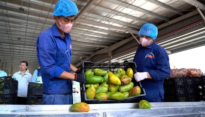 Chế biến sâu đang là yêu cầu cấp thiết đối với ngành hàng trái cây của Sơn La nói riêng cũng như cả nước nói chung. Ảnh: Đức Bình. Chế biến sâu đang là yêu cầu cấp thiết đối với ngành hàng trái cây của Sơn La nói riêng cũng như cả nước nói chung. Ảnh: Đức Bình.
