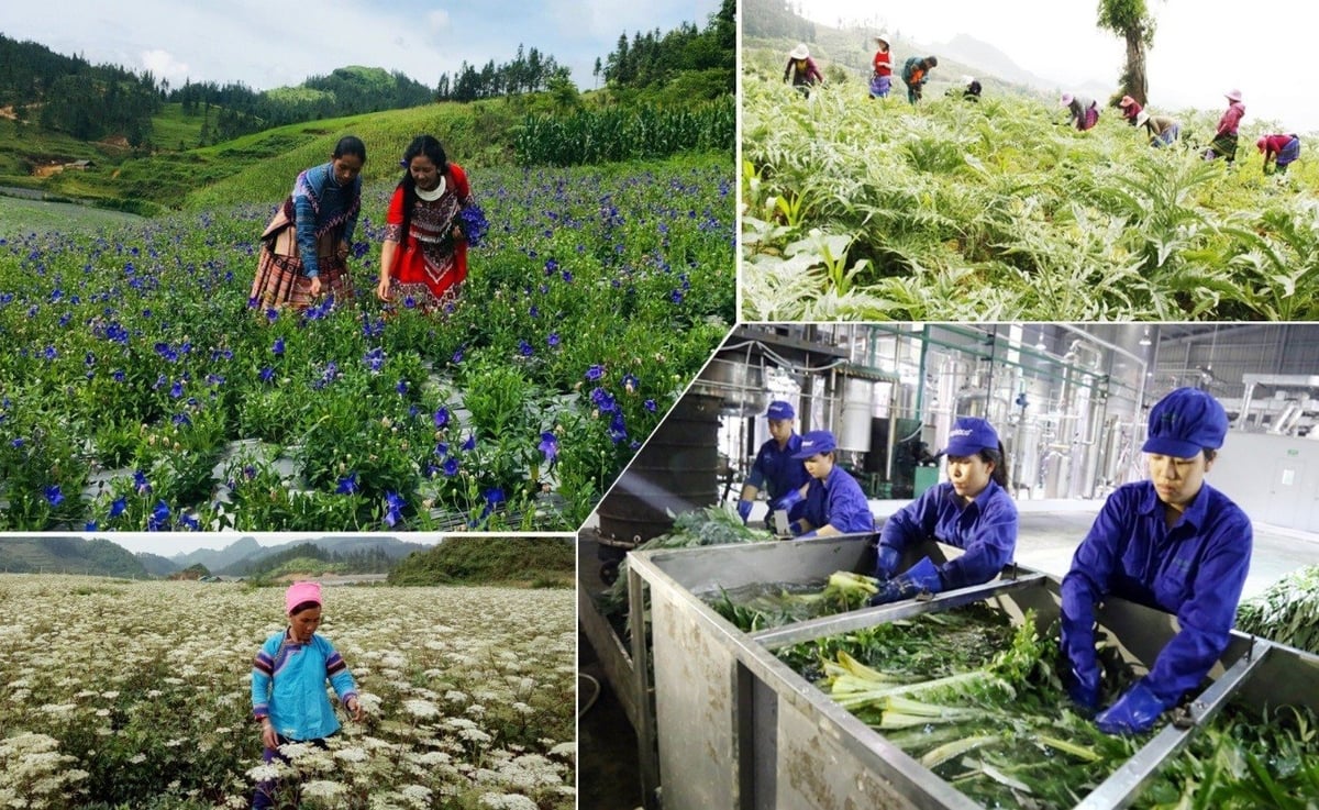 Sản xuất cây dược liệu của Lào Cai đang ngày càng đi vào chiều sâu, đáp ứng các tiêu chuẩn nghiêm ngặt. Ảnh: Lưu Hòa. Sản xuất cây dược liệu của Lào Cai đang ngày càng đi vào chiều sâu, đáp ứng các tiêu chuẩn nghiêm ngặt. Ảnh: Lưu Hòa.