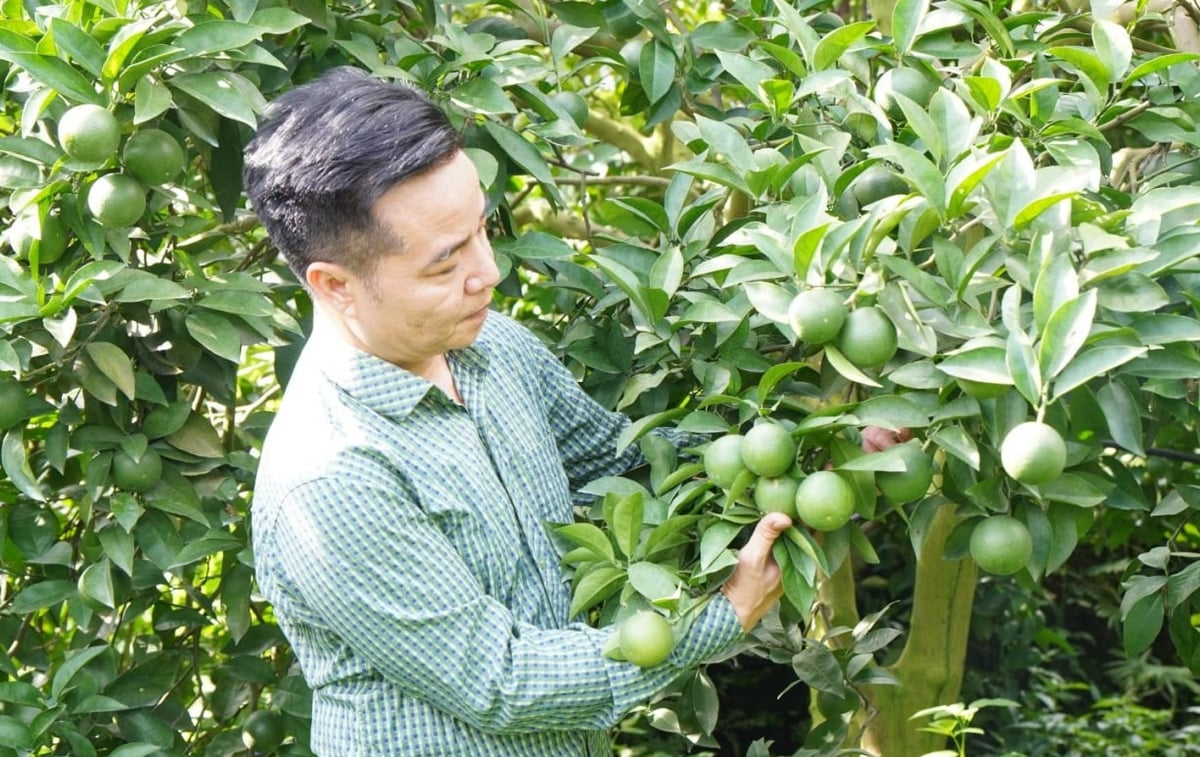 Cây cam trĩu quả nhờ bón phân hữu cơ. Ảnh: Quốc Toản.