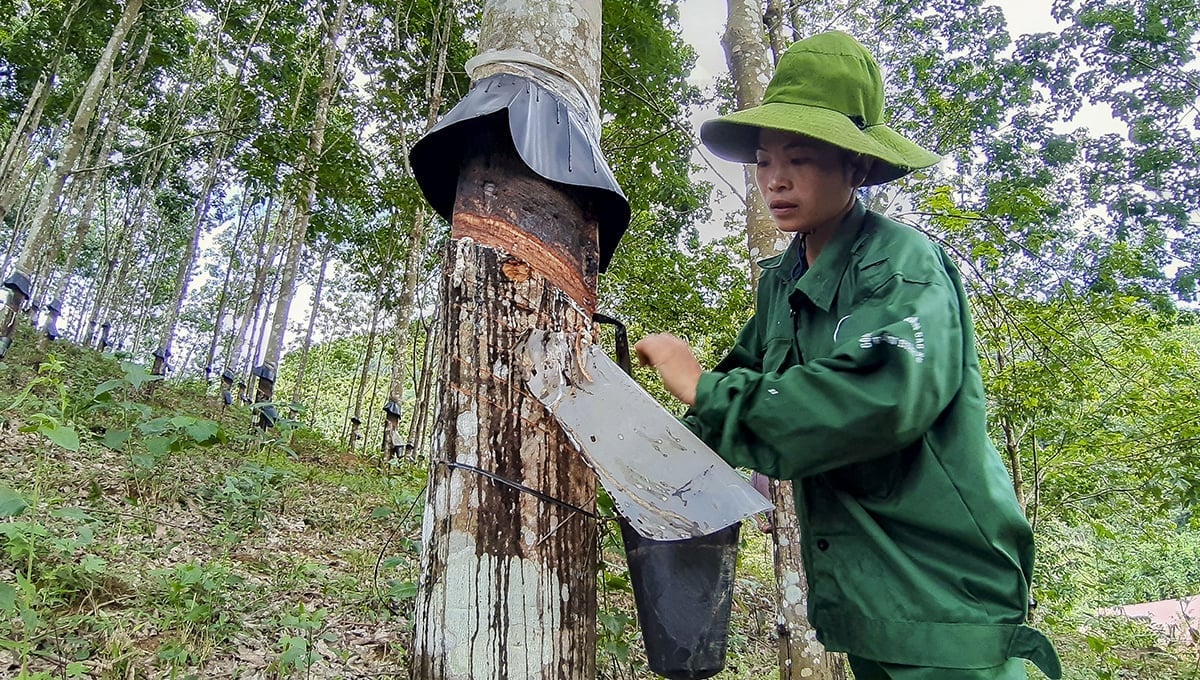 Hộ sản xuất tiểu điền hiện chiếm tỷ lệ lớn trong cơ cấu ngành cao su nước ta. Ảnh: Nguyễn Phương. Hộ sản xuất tiểu điền hiện chiếm tỷ lệ lớn trong cơ cấu ngành cao su nước ta. Ảnh: Nguyễn Phương.