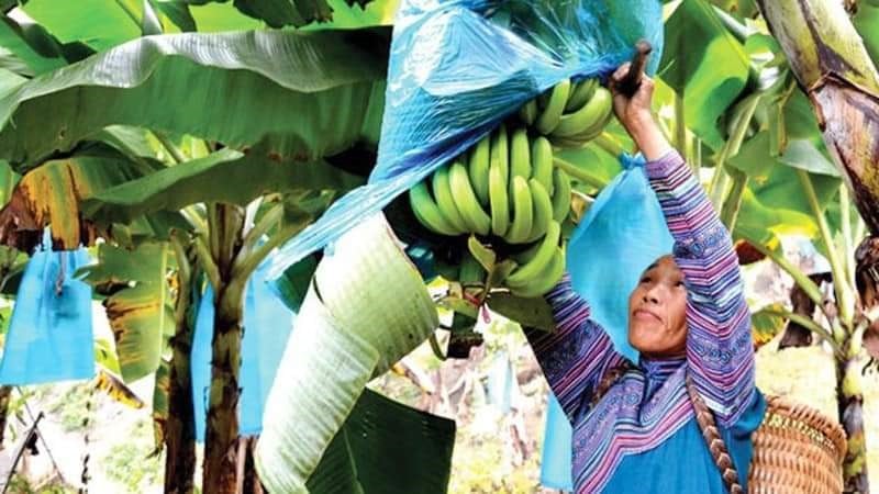 Lào Cai (cũ) phấn đấu năm 2025 trên 90% sản lượng được xuất khẩu chính ngạch. Ảnh: Lưu Hòa. Lào Cai (cũ) phấn đấu năm 2025 trên 90% sản lượng được xuất khẩu chính ngạch. Ảnh: Lưu Hòa.