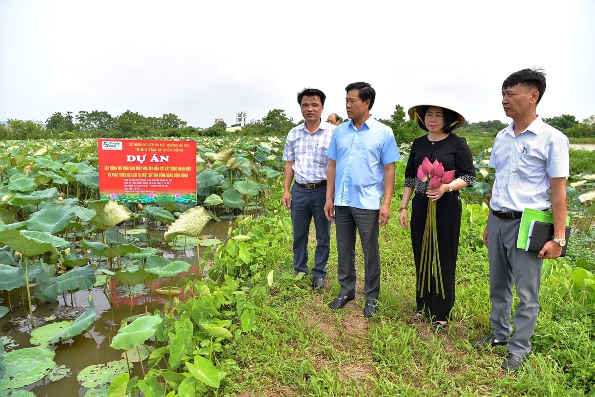 Ông Nguyễn Xuân Đại - Giám đốc Sở Nông nghiệp và Môi trường Hà Nội (thứ hai từ trái) cùng cán bộ Trung tâm Khuyến nông Hà Nội kiểm tra mô hình sen tại xã Chuyên Mỹ. Ảnh: Dương Đình Tường. Ông Nguyễn Xuân Đại - Giám đốc Sở Nông nghiệp và Môi trường Hà Nội (thứ hai từ trái) cùng cán bộ Trung tâm Khuyến nông Hà Nội kiểm tra mô hình sen tại xã Chuyên Mỹ. Ảnh: Dương Đình Tường.