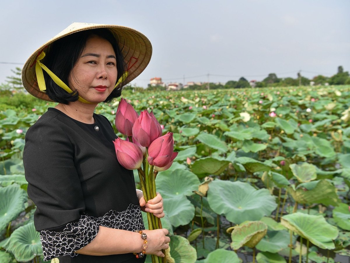 Bà Nguyễn Thị Kim Quế - Giám đốc Trung tâm Khuyến nông Hà Nội kiểm tra mô hình sen ở xã Chuyên Mỹ. Ảnh: Dương Đình Tường. Bà Nguyễn Thị Kim Quế - Giám đốc Trung tâm Khuyến nông Hà Nội kiểm tra mô hình sen ở xã Chuyên Mỹ. Ảnh: Dương Đình Tường.
