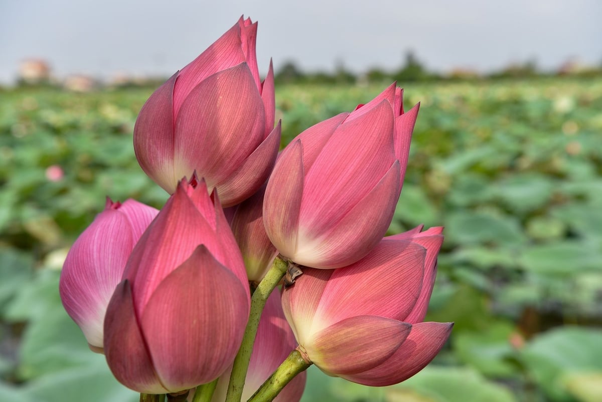 Cận cảnh hoa sen ở xã Chuyên Mỹ. Ảnh: Dương Đình Tường. Cận cảnh hoa sen ở xã Chuyên Mỹ. Ảnh: Dương Đình Tường.