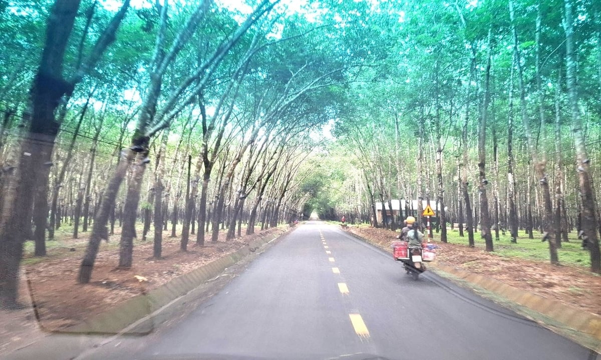 Đường vào làng Triêl ngằn ngặt xanh dưới tán rừng cao su. Ảnh: Đăng Lâm. Đường vào làng Triêl ngằn ngặt xanh dưới tán rừng cao su. Ảnh: Đăng Lâm.