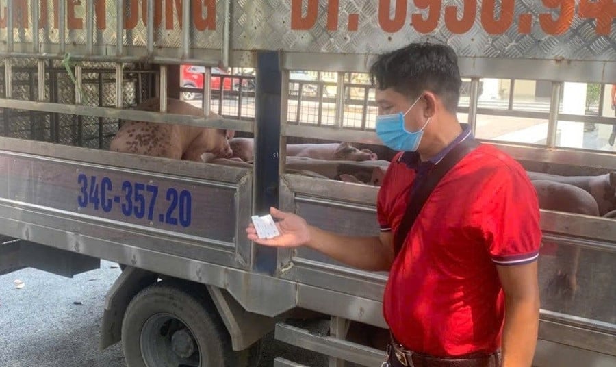 Xe chở lợn dương tính với virus dịch tả lợn Châu Phi bị công an xã Tam Dương Bắc bắt giữ. Ảnh: CA Tam Dương Bắc. Xe chở lợn dương tính với virus dịch tả lợn Châu Phi bị công an xã Tam Dương Bắc bắt giữ. Ảnh: CA Tam Dương Bắc.