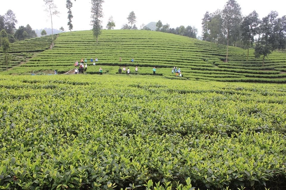 Sản xuất chè của Lào Cai đang dần đi theo hướng hữu cơ, bền vững, giá trị gia tăng cao. Ảnh: Lưu Hòa. Sản xuất chè của Lào Cai đang dần đi theo hướng hữu cơ, bền vững, giá trị gia tăng cao. Ảnh: Lưu Hòa.