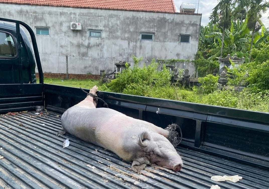 Lợn bị bệnh được mang đi tiêu hủy. Ảnh: Võ Hà Lợn bị bệnh được mang đi tiêu hủy. Ảnh: Võ Hà