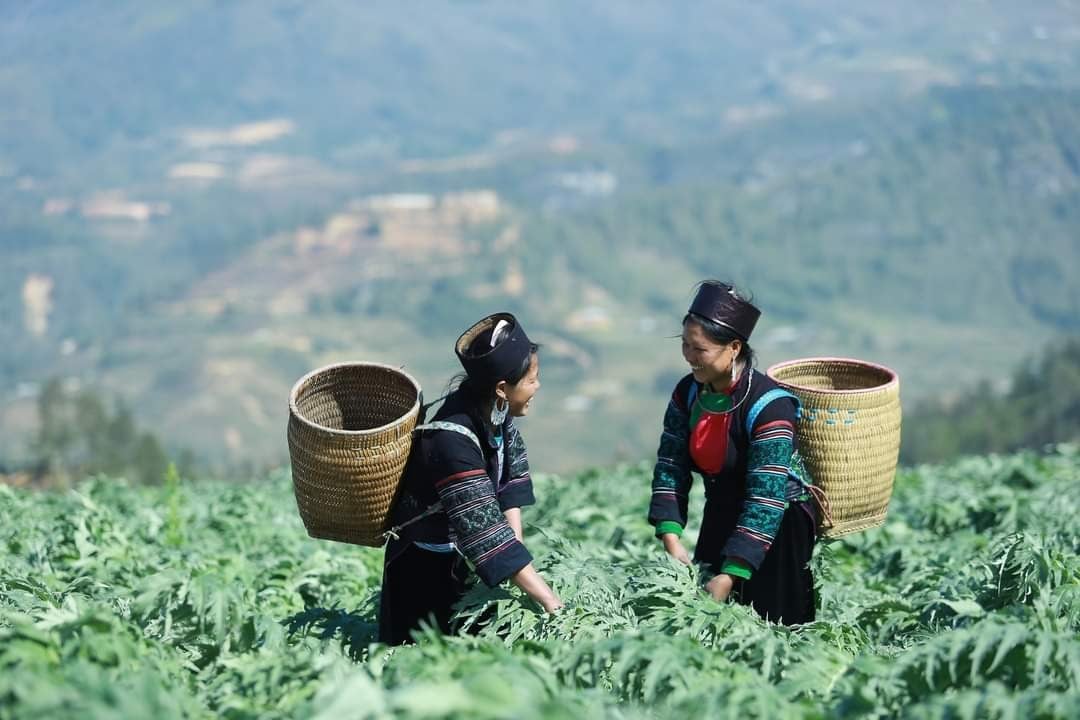 Nông dân Sa Pa liên kết trồng cây dược liệu. Ảnh: Lưu Hòa. Nông dân Sa Pa liên kết trồng cây dược liệu. Ảnh: Lưu Hòa.