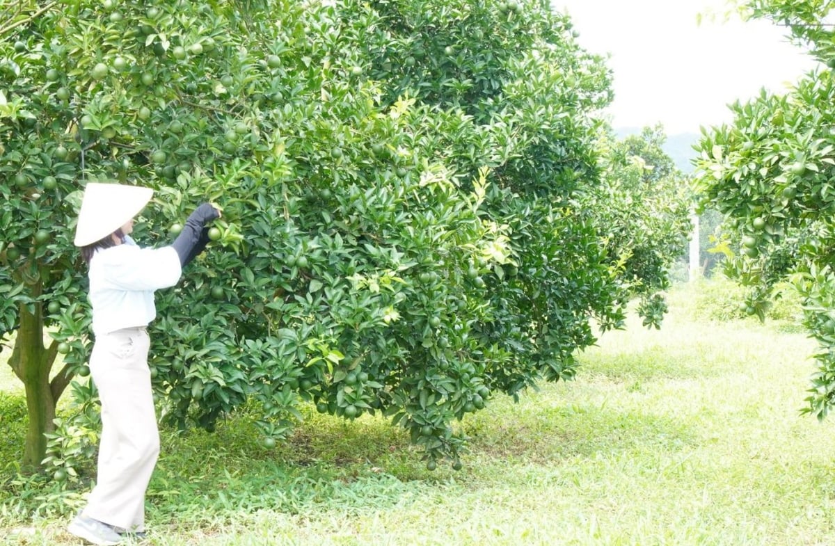 Du khách hứng thú với vườn cam của gia đình anh Chung. Ảnh: Quốc Toản.