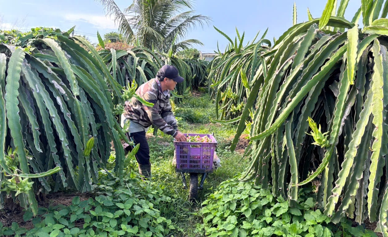Nông dân thu hoạch những quả thanh long chín. Ảnh: Kim Sơ. Nông dân thu hoạch những quả thanh long chín. Ảnh: Kim Sơ.