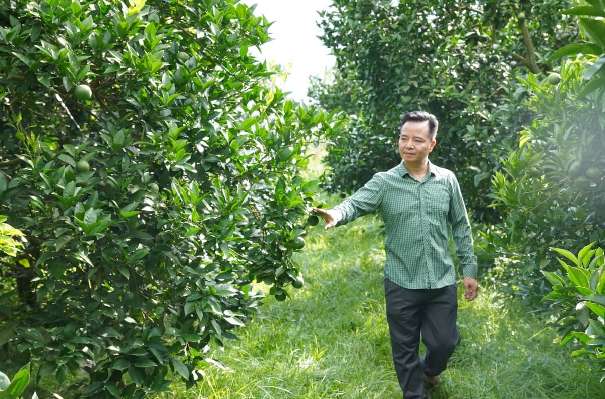 Anh Chung sở hữu nông trại cam với diện tích 83 hecta. Ảnh: Quốc Toản.