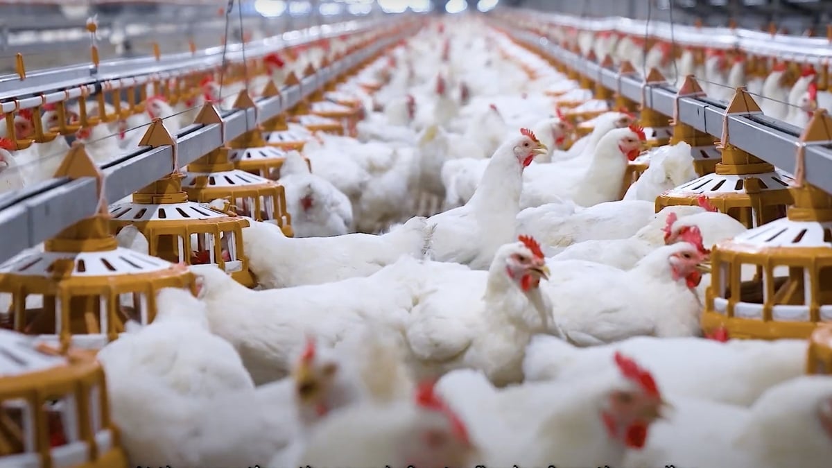 CPV Food Bình Phước đã đầu tư nhập khẩu đàn gà giống bố mẹ có gen trội từ các quốc gia uy tín. Ảnh: T.T. CPV Food Bình Phước đã đầu tư nhập khẩu đàn gà giống bố mẹ có gen trội từ các quốc gia uy tín. Ảnh: T.T.