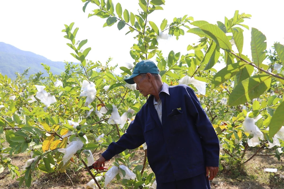 Vườn ổi của ông Nguyễn Văn Minh được canh tác theo phương pháp hữu cơ, không sử dụng phân bón hóa học, thuốc trừ sâu. Ảnh: Lan Anh