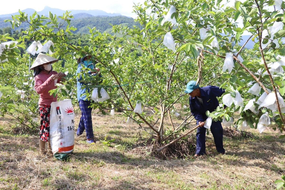  Bình quân mỗi năm vườn ổi 1 hecta của ông Minh mang lại doanh thu hơn 200 triệu đồng. Ảnh: Lan Anh.