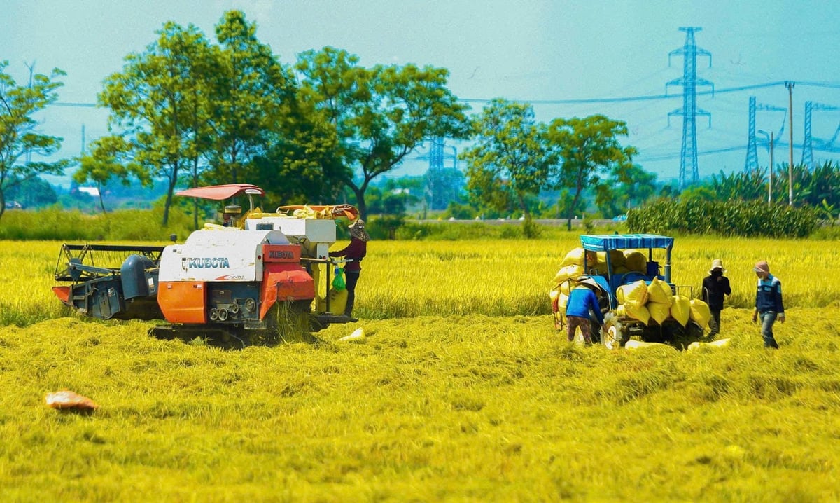 Đà Nẵng đẩy mạnh phát triển các vùng chuyên canh sản xuất hữu cơ. Ảnh: Lan Anh.