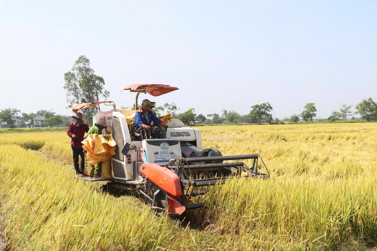 Đến nay, Hợp tác xã Hòa Tiến 1 đã mở rộng diện tích trồng lúa theo hướng hữu cơ lên 23,5 ha. Ảnh: Lan Anh.