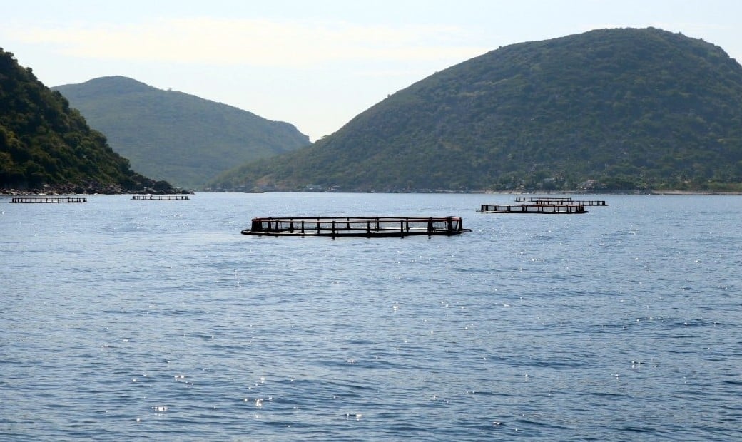 Khu vực vùng nuôi Đầm Bấy, vịnh Nha Trang đang có 5 hộ tiên phong nuôi biển xa bờ. Ảnh: Kim Sơ. Khu vực vùng nuôi Đầm Bấy, vịnh Nha Trang đang có 5 hộ tiên phong nuôi biển xa bờ. Ảnh: Kim Sơ.
