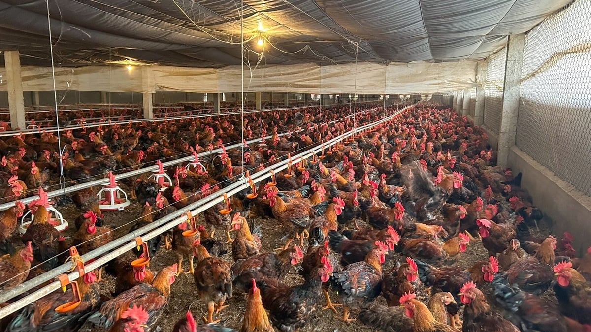 Trang trại gà được xây dựng và vận hành theo các tiêu chuẩn khắt khe, đảm bảo an toàn sinh học. Ảnh: Trung Nguyên. Trang trại gà được xây dựng và vận hành theo các tiêu chuẩn khắt khe, đảm bảo an toàn sinh học. Ảnh: Trung Nguyên.