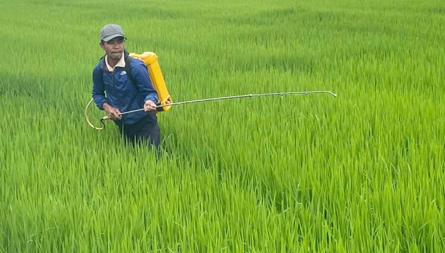 Chi cục Trồng trọt và Bảo vệ thực vật TP Huế đã và đang phối hợp với các địa phương hướng dẫn các HTX và bà con phun trừ sâu cuốn lá tập trung. Ảnh: Văn Dinh. Chi cục Trồng trọt và Bảo vệ thực vật TP Huế đã và đang phối hợp với các địa phương hướng dẫn các HTX và bà con phun trừ sâu cuốn lá tập trung. Ảnh: Văn Dinh.