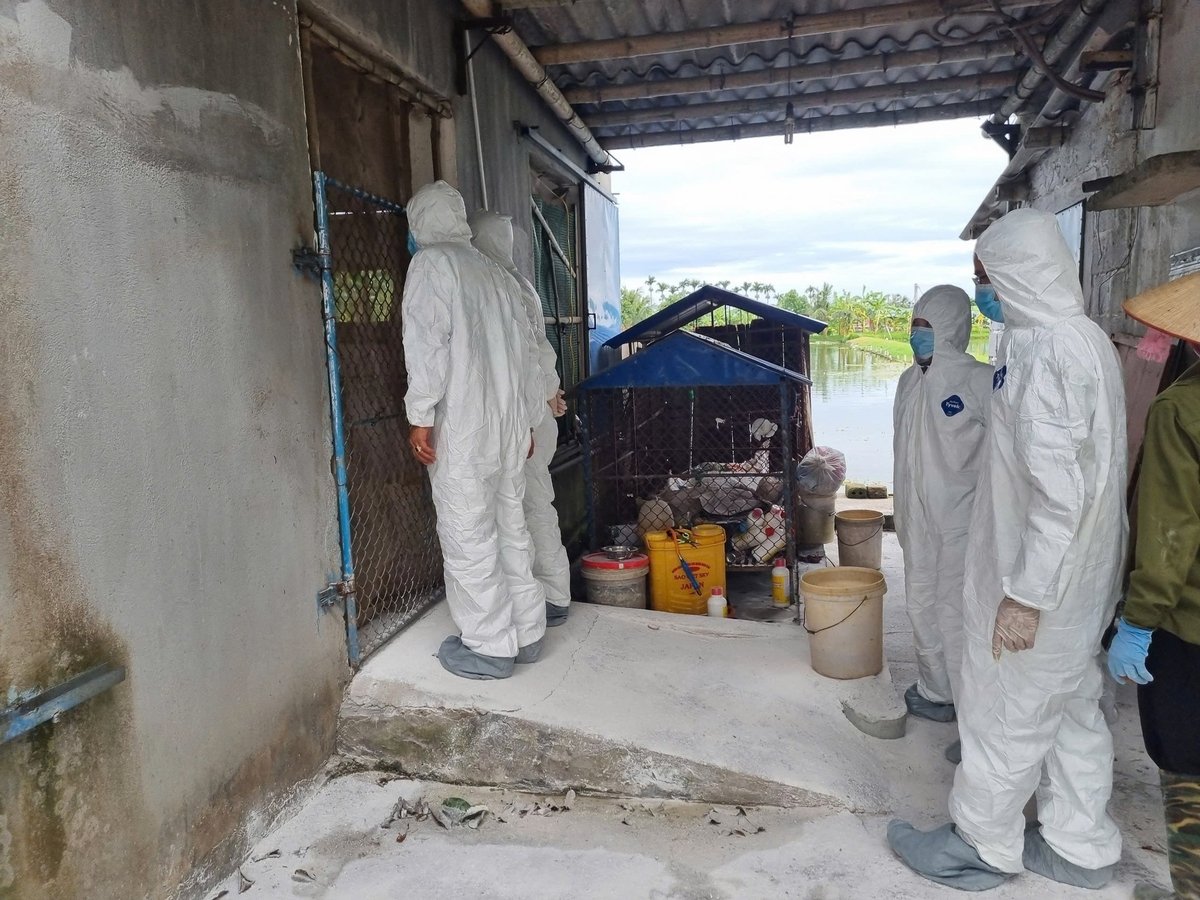 Công tác phòng chống dịch bệnh cho đàn vật nuôi tại Hải Phòng nhận được sự quan tâm từ chính quyền. Ảnh: Đinh Mười. Công tác phòng chống dịch bệnh cho đàn vật nuôi tại Hải Phòng nhận được sự quan tâm từ chính quyền. Ảnh: Đinh Mười.