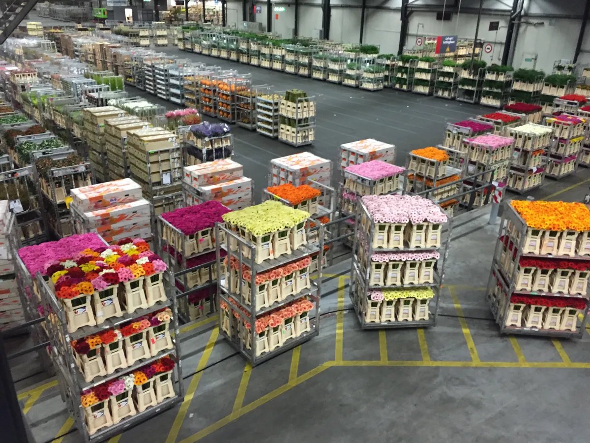 Royal FloraHolland vươn mình trở thành sàn đấu giá hoa lớn bậc nhất thế giới. Ảnh: Atlas Obscura. Royal FloraHolland vươn mình trở thành sàn đấu giá hoa lớn bậc nhất thế giới. Ảnh: Atlas Obscura.