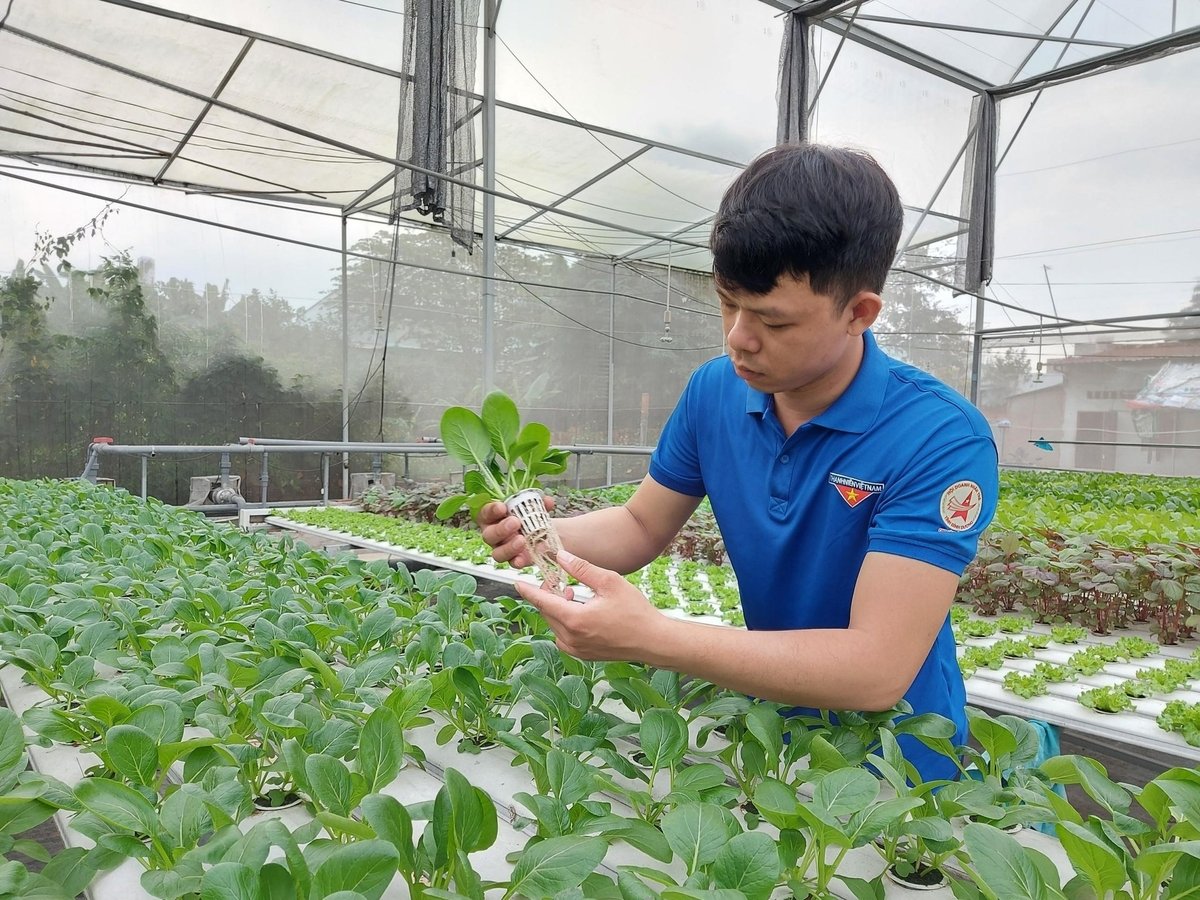 Ngày càng có nhiều bạn trẻ khởi nghiệp trong lĩnh vực nông nghiệp. Ảnh: Phan Trọng Nhân. Ngày càng có nhiều bạn trẻ khởi nghiệp trong lĩnh vực nông nghiệp. Ảnh: Phan Trọng Nhân.