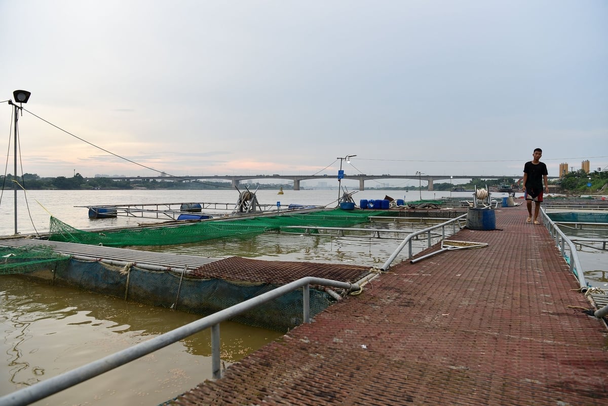 Khu lồng bè nuôi cá trên sông Hồng của anh Nguyễn Văn Tình. Ảnh: Dương Đình Tường. Khu lồng bè nuôi cá trên sông Hồng của anh Nguyễn Văn Tình. Ảnh: Dương Đình Tường.