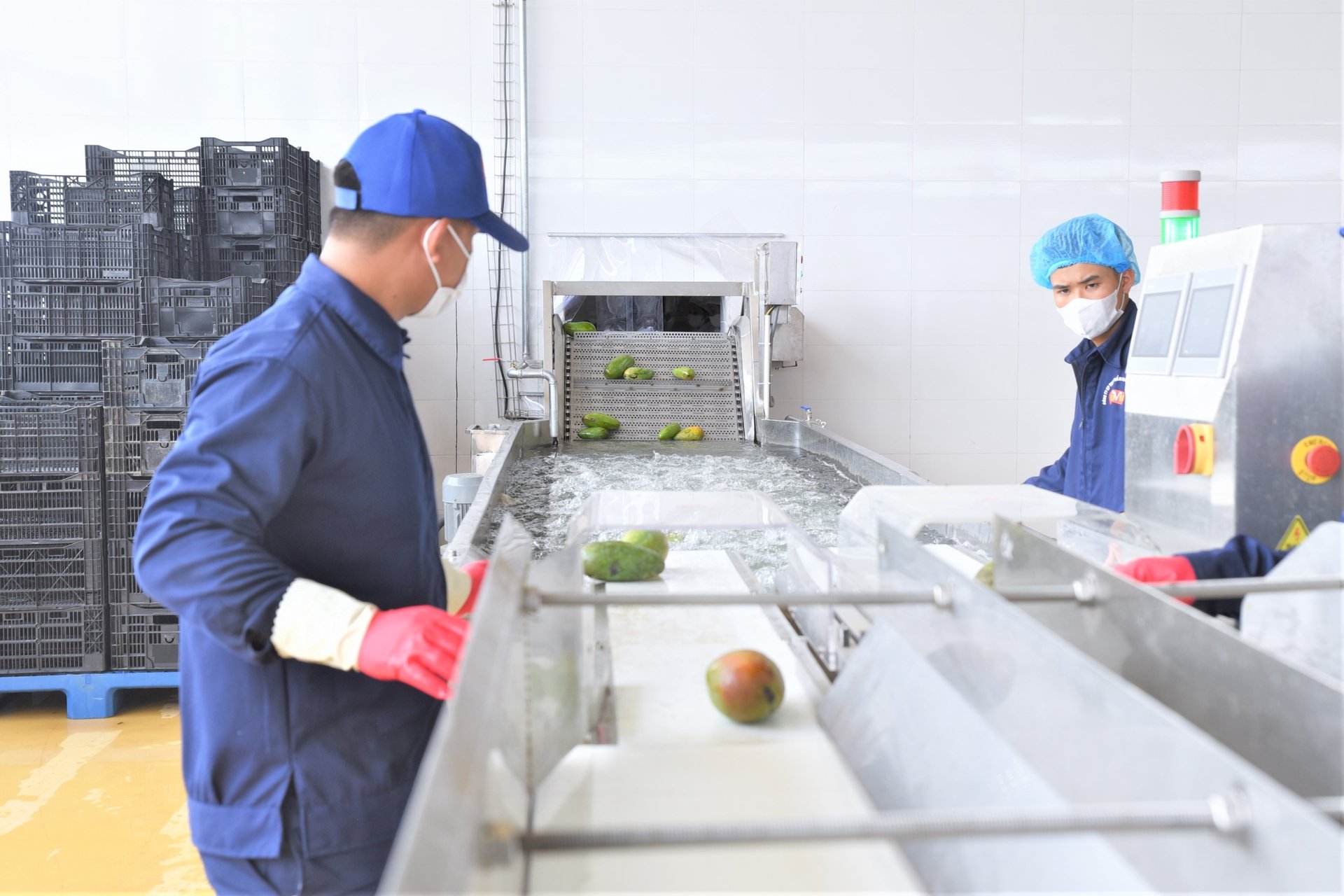 Dây chuyền chế biến xoài tại Trung tâm chế biến rau quả DOVECO Sơn La. Ảnh: Tùng Đinh. Dây chuyền chế biến xoài tại Trung tâm chế biến rau quả DOVECO Sơn La. Ảnh: Tùng Đinh.