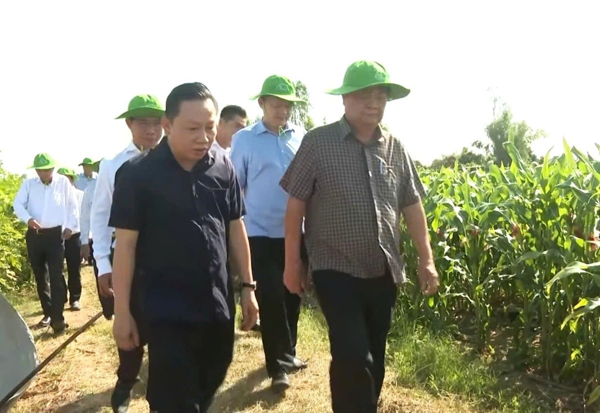 Phó Chủ tịch Quốc hội Lê Minh Hoan (hàng đầu bên phải) dẫn đầu đoàn công tác đến thăm vùng liên kết nguyên liệu của Antesco, tại xã Long Kiến, tỉnh An Giang. Ảnh: Trung Chánh. Phó Chủ tịch Quốc hội Lê Minh Hoan (hàng đầu bên phải) dẫn đầu đoàn công tác đến thăm vùng liên kết nguyên liệu của Antesco, tại xã Long Kiến, tỉnh An Giang. Ảnh: Trung Chánh.