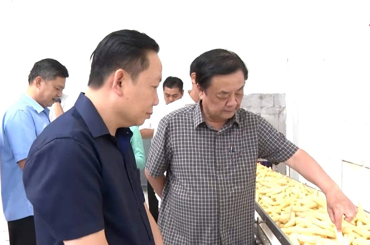 Phó Chủ tịch Quốc hội Lê Minh Hoan (hàng đầu bên phải) cùng đoàn công tác đến thăm Nhà máy chế biến Mỹ An – một trong bốn nhà máy được đầu tư dây chuyền sản xuất hiện đại của Antesco, góp phần nâng cao giá trị nông sản Việt trên thị trường xuất khẩu. Ảnh: Trung Chánh Phó Chủ tịch Quốc hội Lê Minh Hoan (hàng đầu bên phải) cùng đoàn công tác đến thăm Nhà máy chế biến Mỹ An – một trong bốn nhà máy được đầu tư dây chuyền sản xuất hiện đại của Antesco, góp phần nâng cao giá trị nông sản Việt trên thị trường xuất khẩu. Ảnh: Trung Chánh