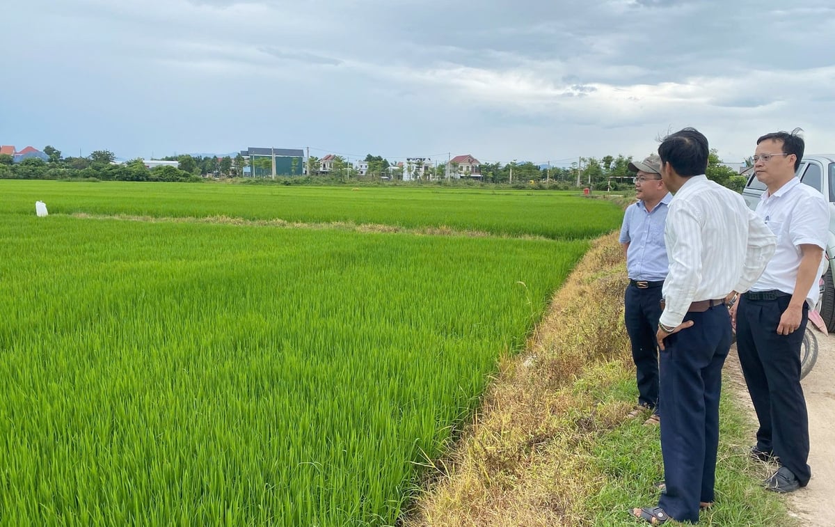 Lãnh đạo Sở Nông nghiệp và Môi trường, Chi cục Trồng trọt và Bảo vệ thực vật TP Huế kiểm tra tình hình phòng trừ sâu cuốn lá. Ảnh: Văn Dinh. Lãnh đạo Sở Nông nghiệp và Môi trường, Chi cục Trồng trọt và Bảo vệ thực vật TP Huế kiểm tra tình hình phòng trừ sâu cuốn lá. Ảnh: Văn Dinh.