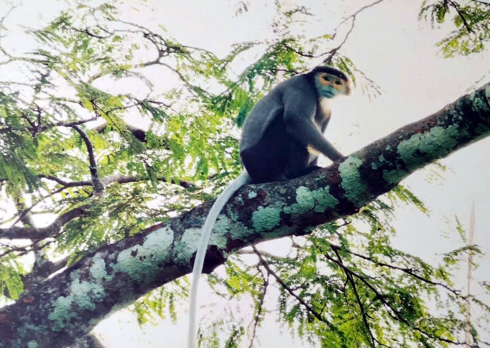 Black-shanked douc langur in Ta Kou forest, Lam Dong province.