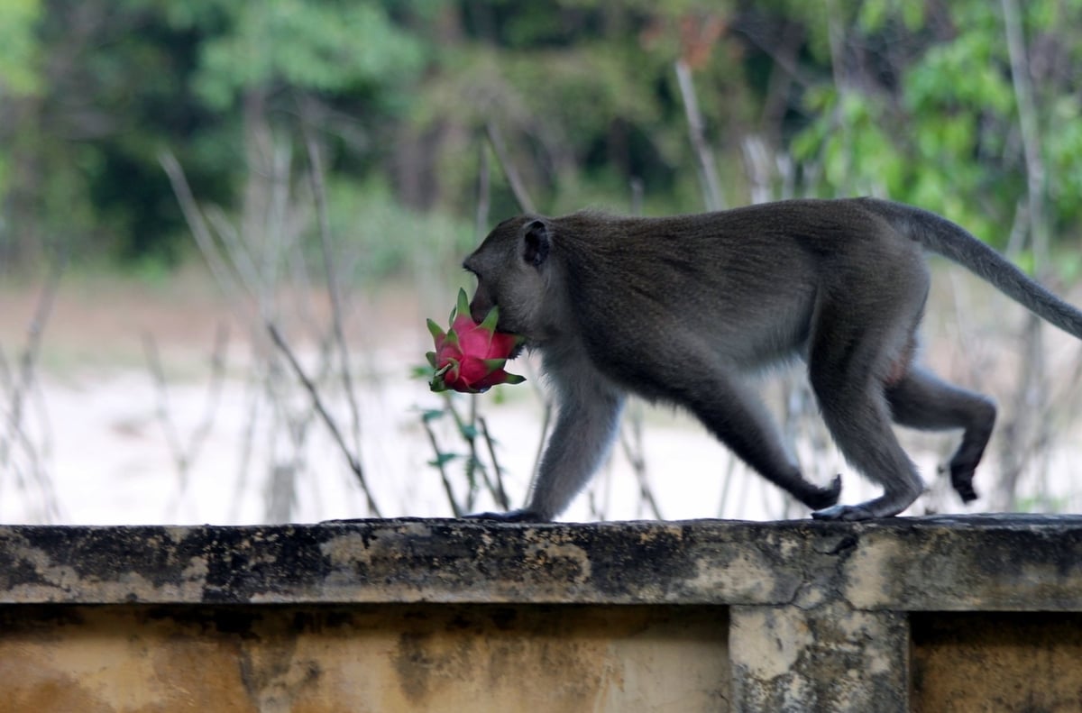 Long-tailed macaques are also recorded in Ta Kou forest.