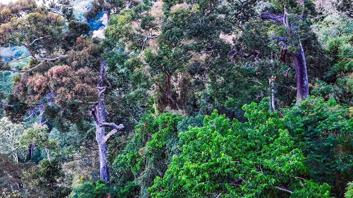 Ta Kou forest has a diverse ecosystem.