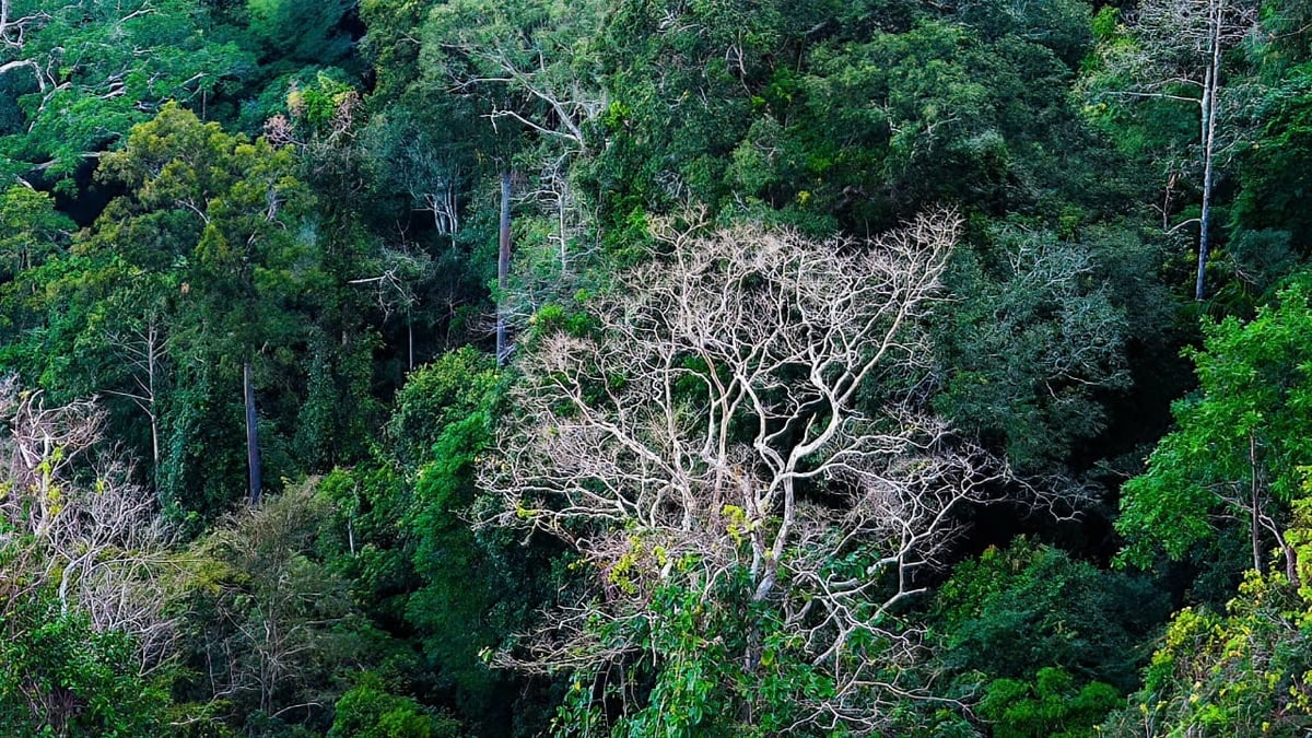Beautiful forest scenery in Ta Kou.