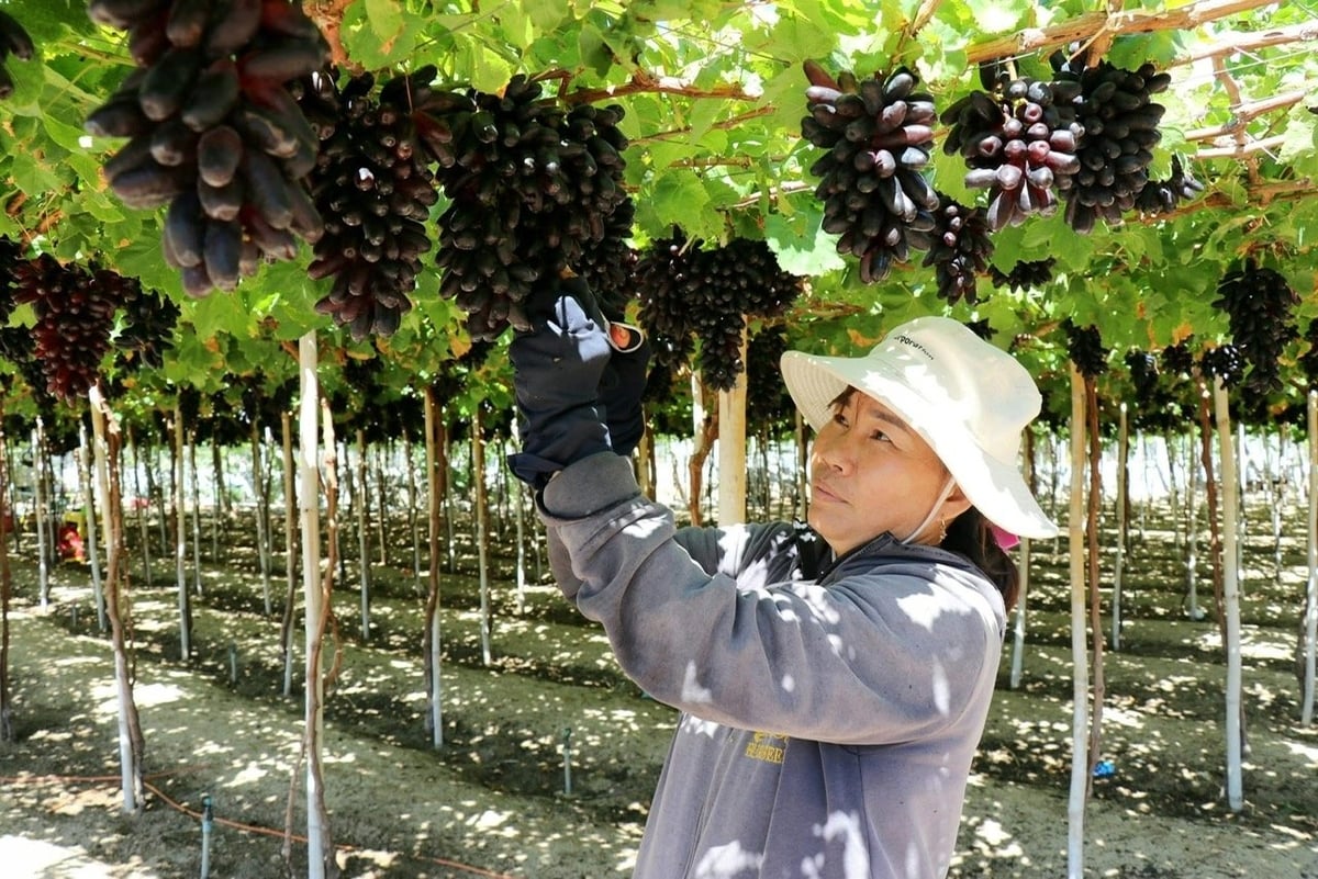 Những vườn nho trĩu quả là tiềm năng du lịch nông nghiệp độc đáo của Khánh Hòa. Ảnh: Nguyễn Cơ. Những vườn nho trĩu quả là tiềm năng du lịch nông nghiệp độc đáo của Khánh Hòa. Ảnh: Nguyễn Cơ.