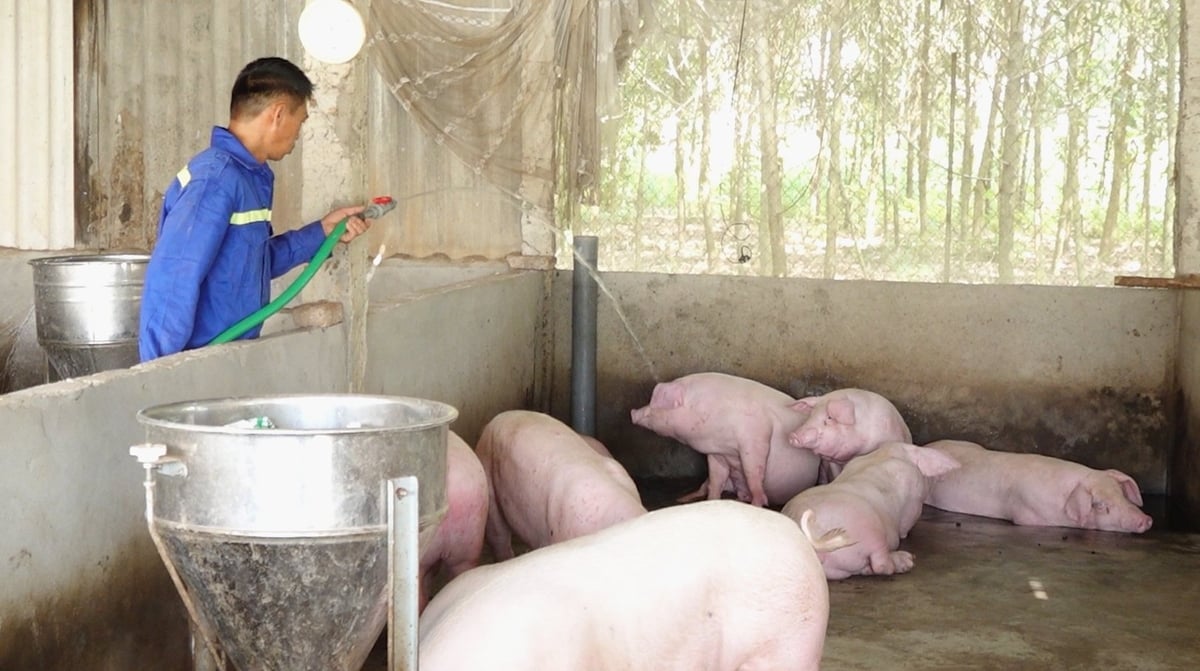 Đàn lợn 25 con được tiêm vaccine Dacovac-ASF2 của ông Đỗ Văn Lê tại xã Nam Hòa, tỉnh Thái Nguyên đã được xuất bán. Ảnh: Quang Linh. Đàn lợn 25 con được tiêm vaccine Dacovac-ASF2 của ông Đỗ Văn Lê tại xã Nam Hòa, tỉnh Thái Nguyên đã được xuất bán. Ảnh: Quang Linh.