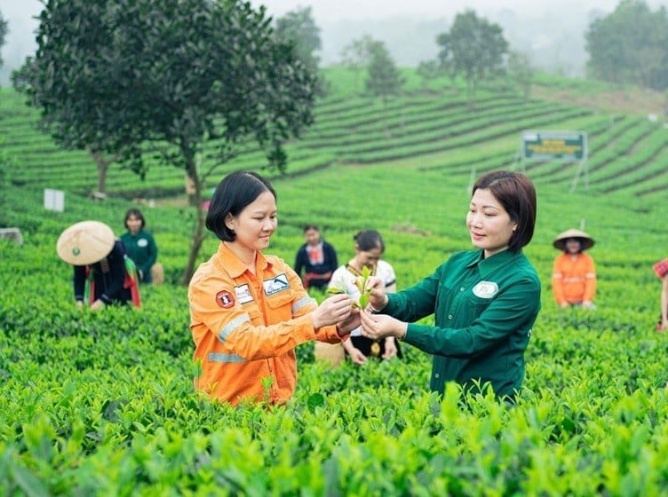 Hợp tác xã chè Nhật Thức (Thái Nguyên) sản xuất chè hữu cơ, đạt tiêu chuẩn xuất khẩu ra nước ngoài. Ảnh: Làng nghề Việt. Hợp tác xã chè Nhật Thức (Thái Nguyên) sản xuất chè hữu cơ, đạt tiêu chuẩn xuất khẩu ra nước ngoài. Ảnh: Làng nghề Việt.