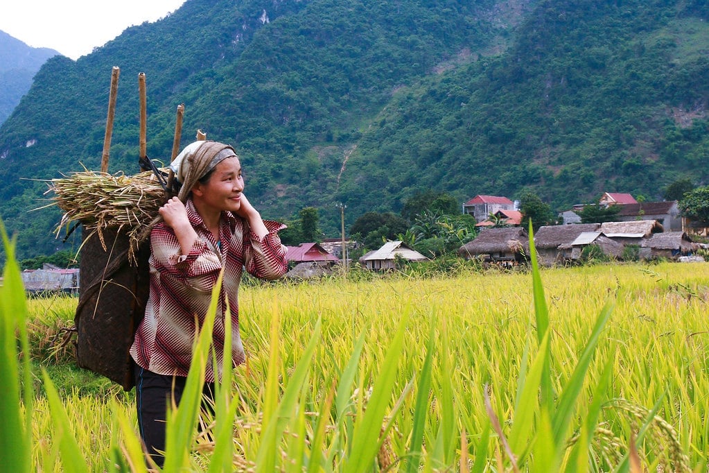Là nước đăng cai Diễn đàn cấp cao OCOP, Việt Nam được coi là cầu nối chia sẻ kinh nghiệm nông nghiệp châu Á - châu Phi. Ảnh: FAO.