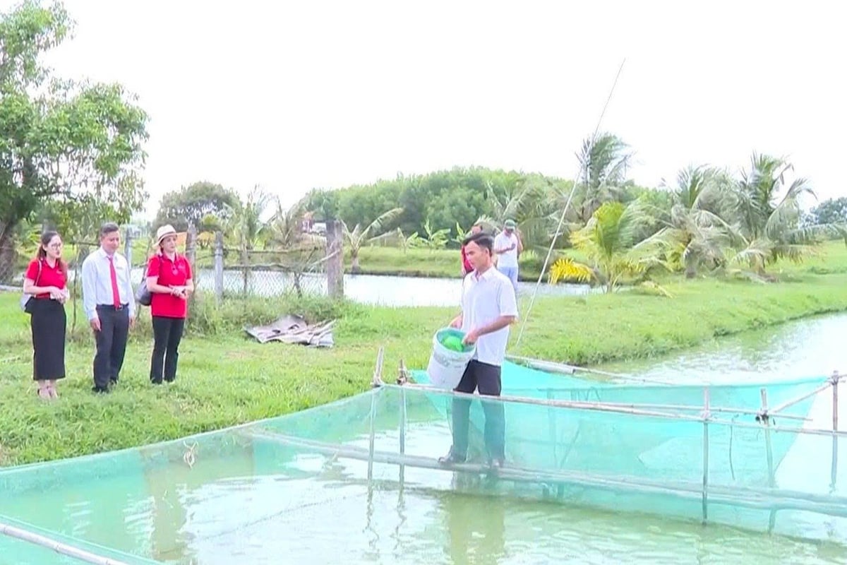 Mô hình nuôi cá rô đầu vuông quy mô trên 800m2 của anh Lương Văn Nghiệp đang mang lại thu nhập ổn định nhờ sự tiếp sức từ nguồn vốn của Agribank. Ảnh: Minh Khương. Mô hình nuôi cá rô đầu vuông quy mô trên 800m2 của anh Lương Văn Nghiệp đang mang lại thu nhập ổn định nhờ sự tiếp sức từ nguồn vốn của Agribank. Ảnh: Minh Khương.