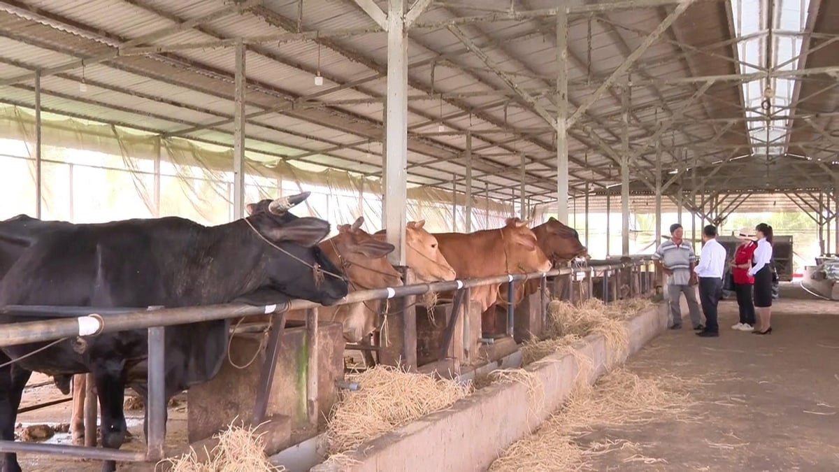 Với định hướng bền vững, tận tâm và linh hoạt, Agribank Bắc Long An đang khẳng định vai trò trung tâm trong chiến lược phát triển vùng biên Tây Ninh. Ảnh: Minh Khương. Với định hướng bền vững, tận tâm và linh hoạt, Agribank Bắc Long An đang khẳng định vai trò trung tâm trong chiến lược phát triển vùng biên Tây Ninh. Ảnh: Minh Khương.