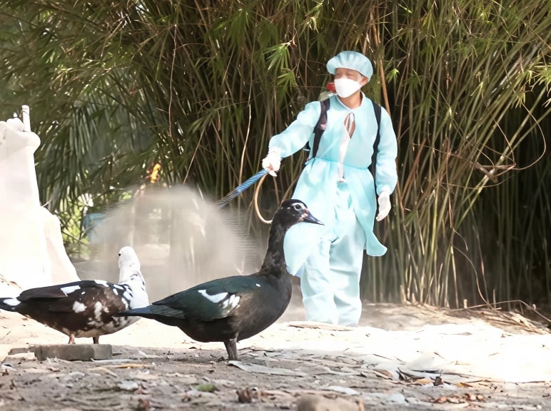Ngành Chăn nuôi và Thú y Đồng Tháp đã cấp phát 1.752,1 lít thuốc sát trùng cho các địa phương. Ảnh: Minh Đảm. Ngành Chăn nuôi và Thú y Đồng Tháp đã cấp phát 1.752,1 lít thuốc sát trùng cho các địa phương. Ảnh: Minh Đảm.