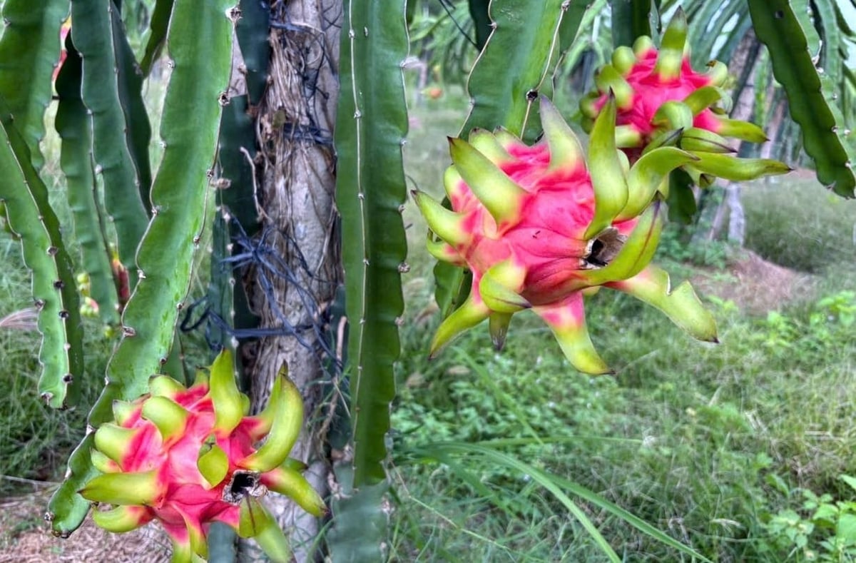 In recent times, GlobalGAP-certified dragon fruit has enjoyed stable and high purchase prices. Photo: Kim So.