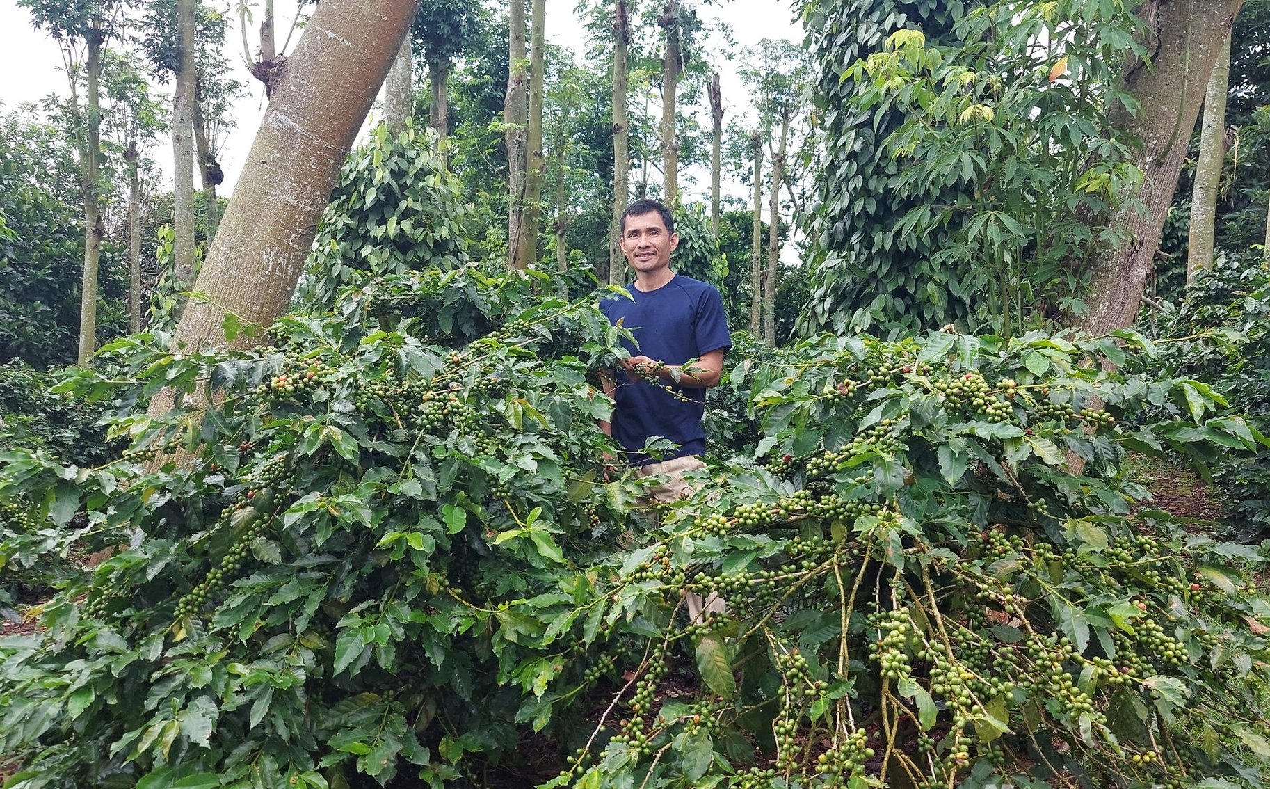 Chuyển đổi 2.500 ha cà phê Arabica độc canh sang mô hình nông lâm kết hợp gắn với phục hồi rừng tự nhiên là một sáng kiến giúp người dân sống gần rừng thay đổi tư duy, nâng cao đời sống. Ảnh: Võ Dũng. Chuyển đổi 2.500 ha cà phê Arabica độc canh sang mô hình nông lâm kết hợp gắn với phục hồi rừng tự nhiên là một sáng kiến giúp người dân sống gần rừng thay đổi tư duy, nâng cao đời sống. Ảnh: Võ Dũng.